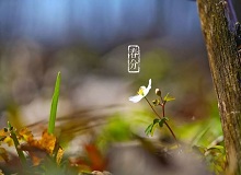 《春分》春分了，天氣漸漸暖起來。草木萬物都生發(fā)了，空氣里里濕漉漉甜絲絲的，有一股子好聞的泥土腥味兒。[詳細(xì)]