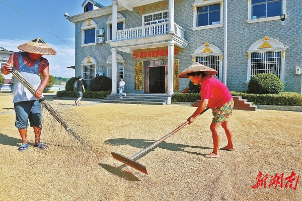 9月20日，漫水村村民在操坪曬稻谷。