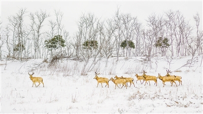 　圖為“我的家園”攝影聯(lián)展參展作品《濕地家園》，攝于江蘇鹽城。 　　葛乃航攝